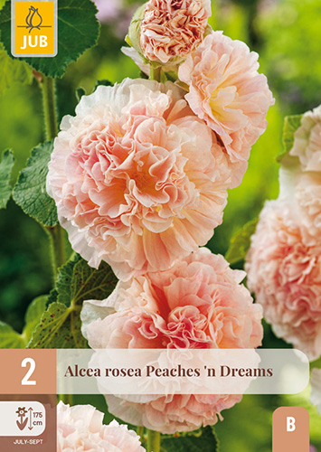 Tarhasalkoruusu 'Peaches n' Dreams'; Juurakko 2kpl