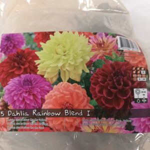 Daalia Rainbow Blend 3 kpl