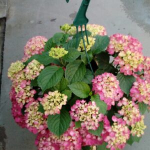 Amppelihortensia Pink p27