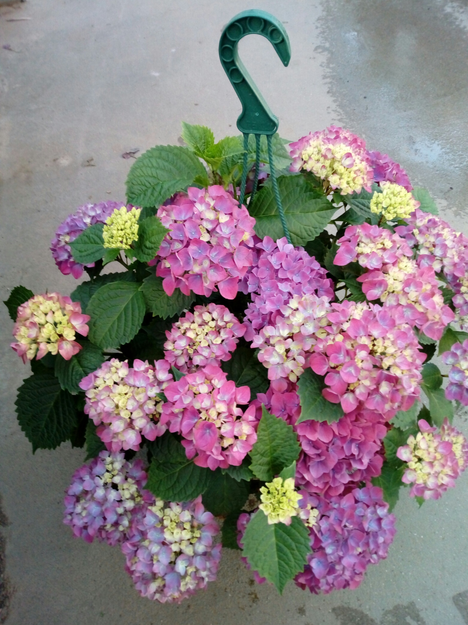 Amppelihortensia Purple p27