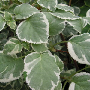 Köynnöshortensia 'Silver Lining'; 40-50,At,Ul