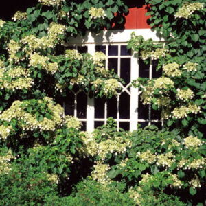 Köynnöshortensia; 50-70,At,4L,Ul