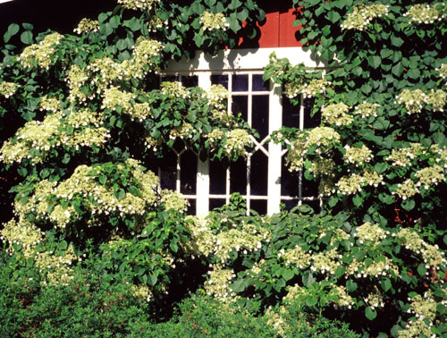 Köynnöshortensia; 50-70,At,4L,Ul