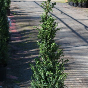 Irlanninkataja ;100-125, Pa/At, Ul