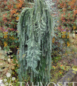 Japaninlehtikuusi 'Stiff Weeper'; 150cm, At,Ul