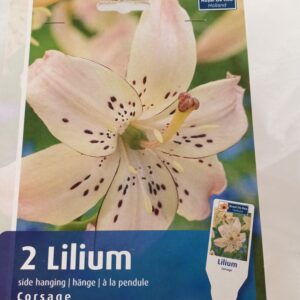 Tiikerililja 'Corsage' 2 kpl