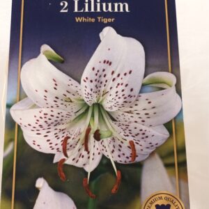 Tiikerililja 'White Tiger' 2 kpl