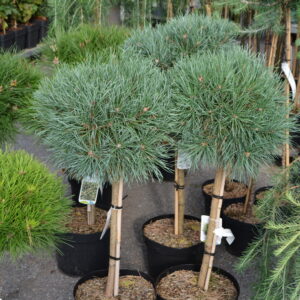 Kääpiömänty 'Chantry Blue'; runko 60, C50,Ul