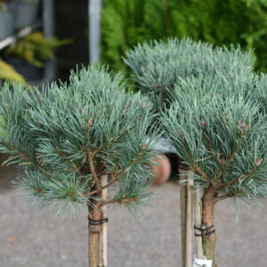 Kääpiömänty 'Watereri'; runko 40cm,At,Ul