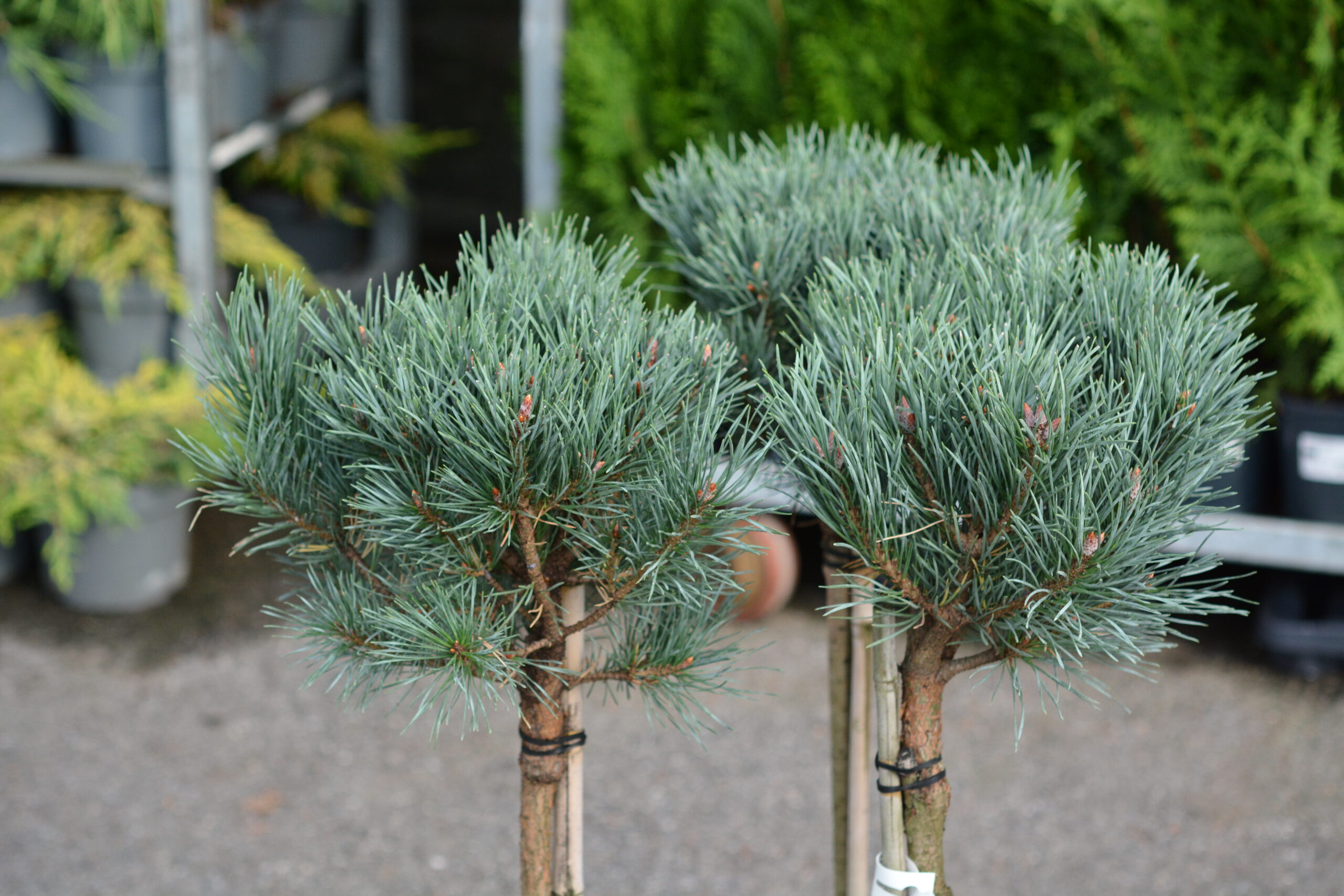Kääpiömänty 'Watereri'; runko 40cm,At,Ul