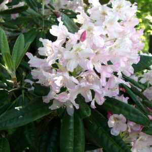 Alppiruusu 'Mikkeli'; 60-80, At 15L