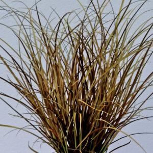 Ruskosara 'Auruga' p15