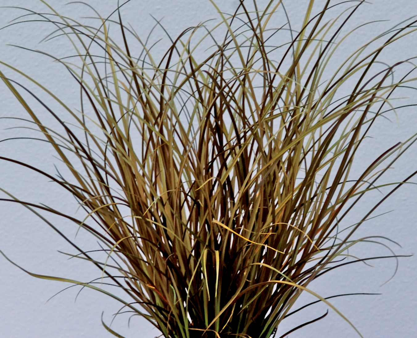 Ruskosara 'Auruga' p15