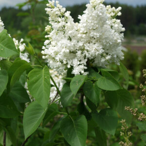 Jalosyreeni 'Mme Lemoine'; Runko 120-150,At