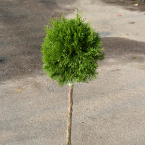 Timanttituija 'Smaragd' ; runko 80cm, At, Ul