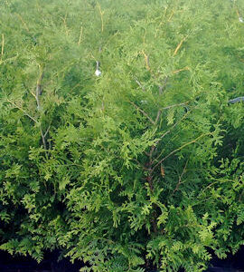 Kartiotuija 'Brabant'; 120-140,At,Ul