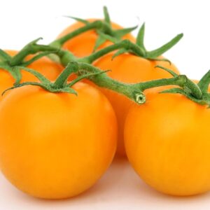 Coctailtomaatti 'Strongboy Yellow' p12