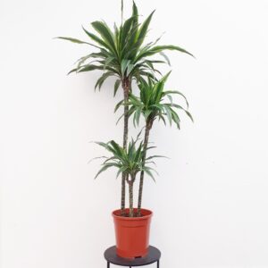 Juovatraakkipuu 'Lemon Lime' 130cm