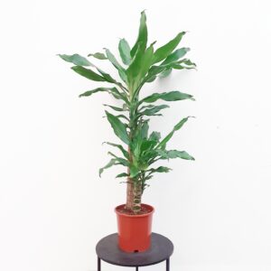 Tuoksutraakkipuu 'Steudneri' 80cm