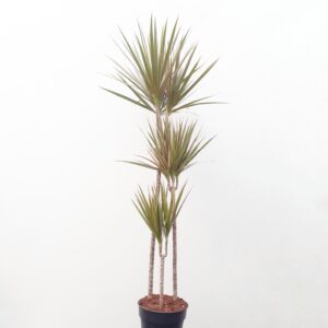 Reunustraakkipuu 'Bicolor' 150cm