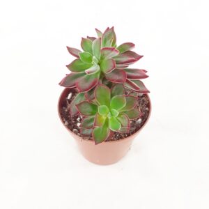 Siromehiruusuke 'Devotion' p8,5