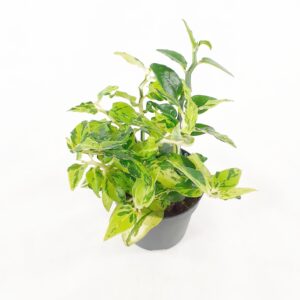 Mehipolvi (Pirunkaktus) variegata p10,5