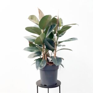 Huonekumipuu 'Robusta' 3-runkoinen