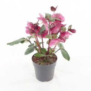 Jouluruusu punainen 'Charmer'  p12-13