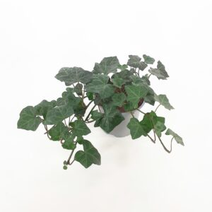 Muratti 'Hestor' p12 Nuppula