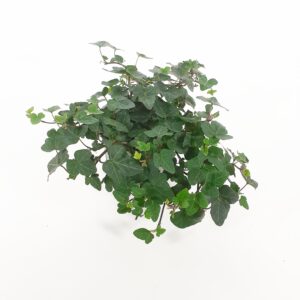 Muratti vihreä p12 Nuppula