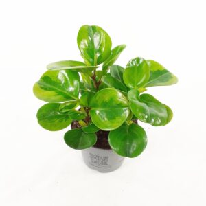 Amerikanmuori 'Lemon Lime' p12