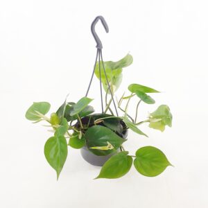 Herttaköynnösvehka amppeli p15