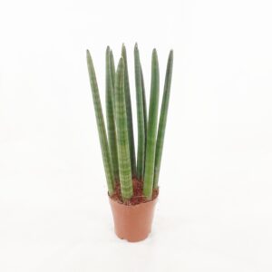 Keihäsanopinkieli p12