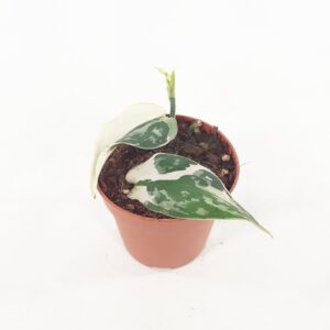 Hopeaköynnös 'Mayari Variegata' p7