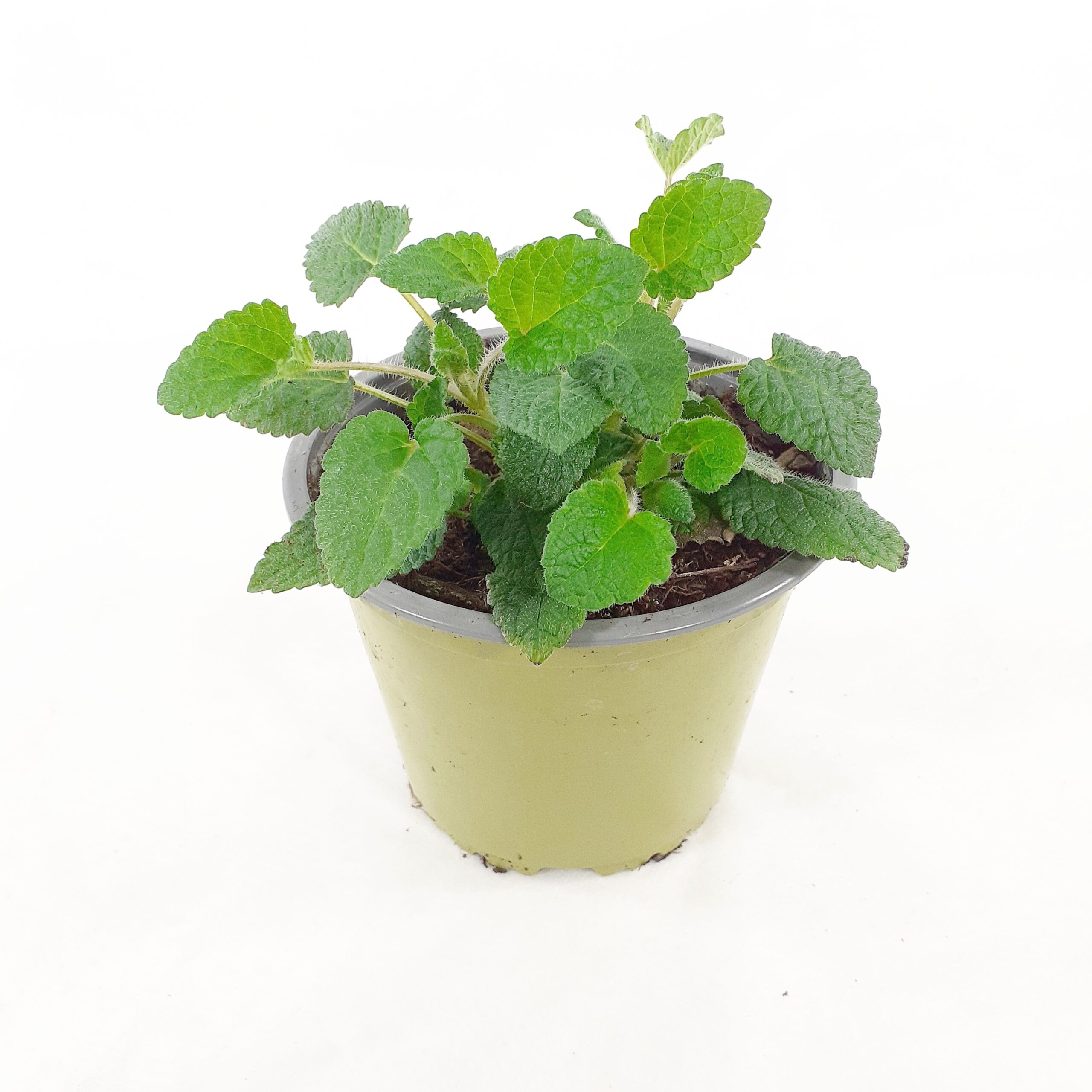 Sitruunamelissa 'Mandarina' p14