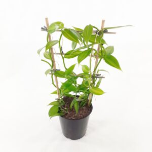 Vanilja (orkidea) p12