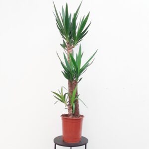 Jukka monirunkoinen 130-140cm