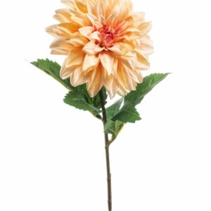 Daalia 65cm persikka