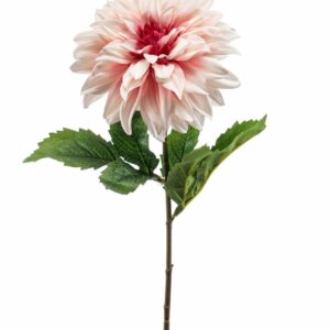 Daalia 65cm vaalea pinkki