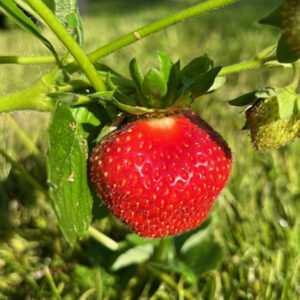 Mansikka 'Saga'; 10kpl,Box