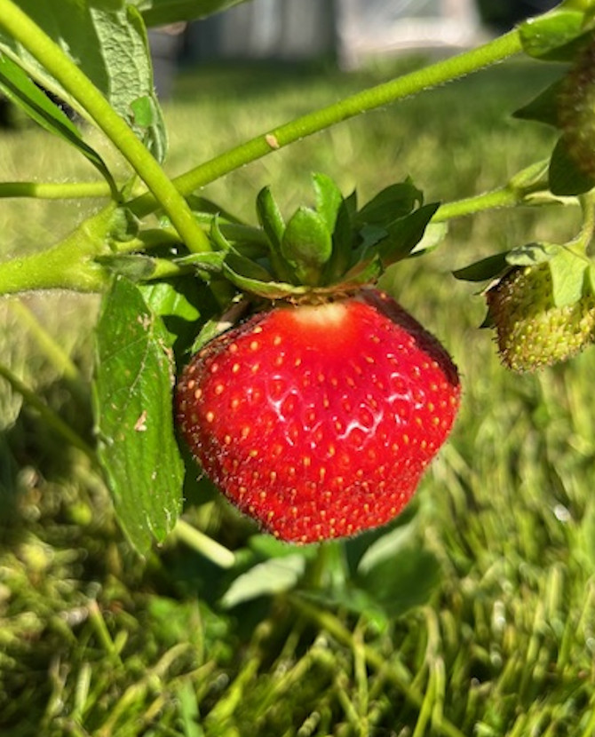 Mansikka 'Saga'; 10kpl,Box