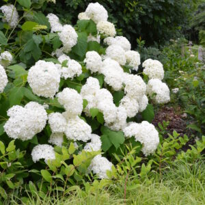 Pallohortensia 'Annabelle'; At,3L,Ul
