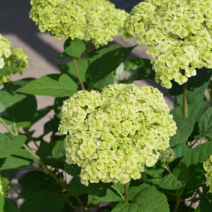 Pallohortensia Sublime Annabelle®; PW,At,3L