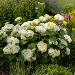 Pallohortensia FlowerWOW®; FE,At,3L