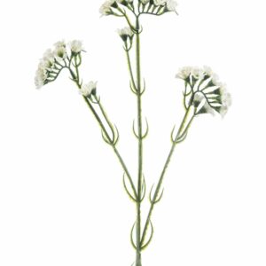 Ikiviuhko-oksa 62cm valkoinen