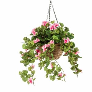 Kurjenpolvi-amppeli pinkki