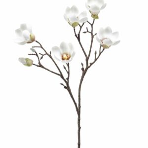 Magnoliaoksa 65cm kerma