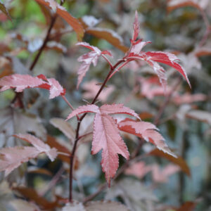 Purppuraomenapuu 'Musta Rudolf'; 150-250,At