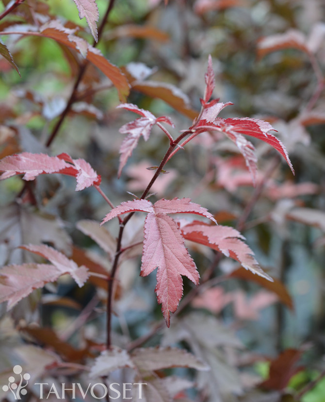 Purppuraomenapuu 'Musta Rudolf'; 150-250,At