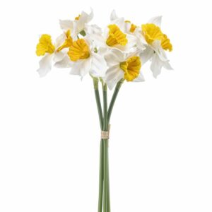 Narsissi nippu valko-keltainen